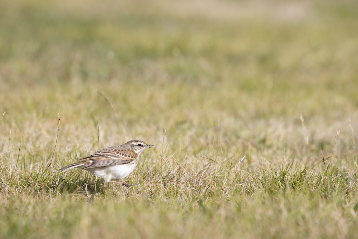 New Zealand Pipit - ML341039531