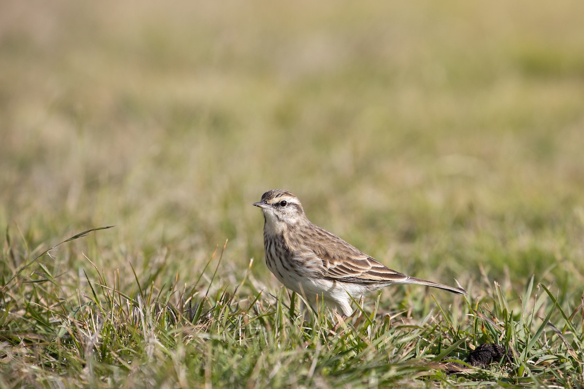 New Zealand Pipit - ML341039561