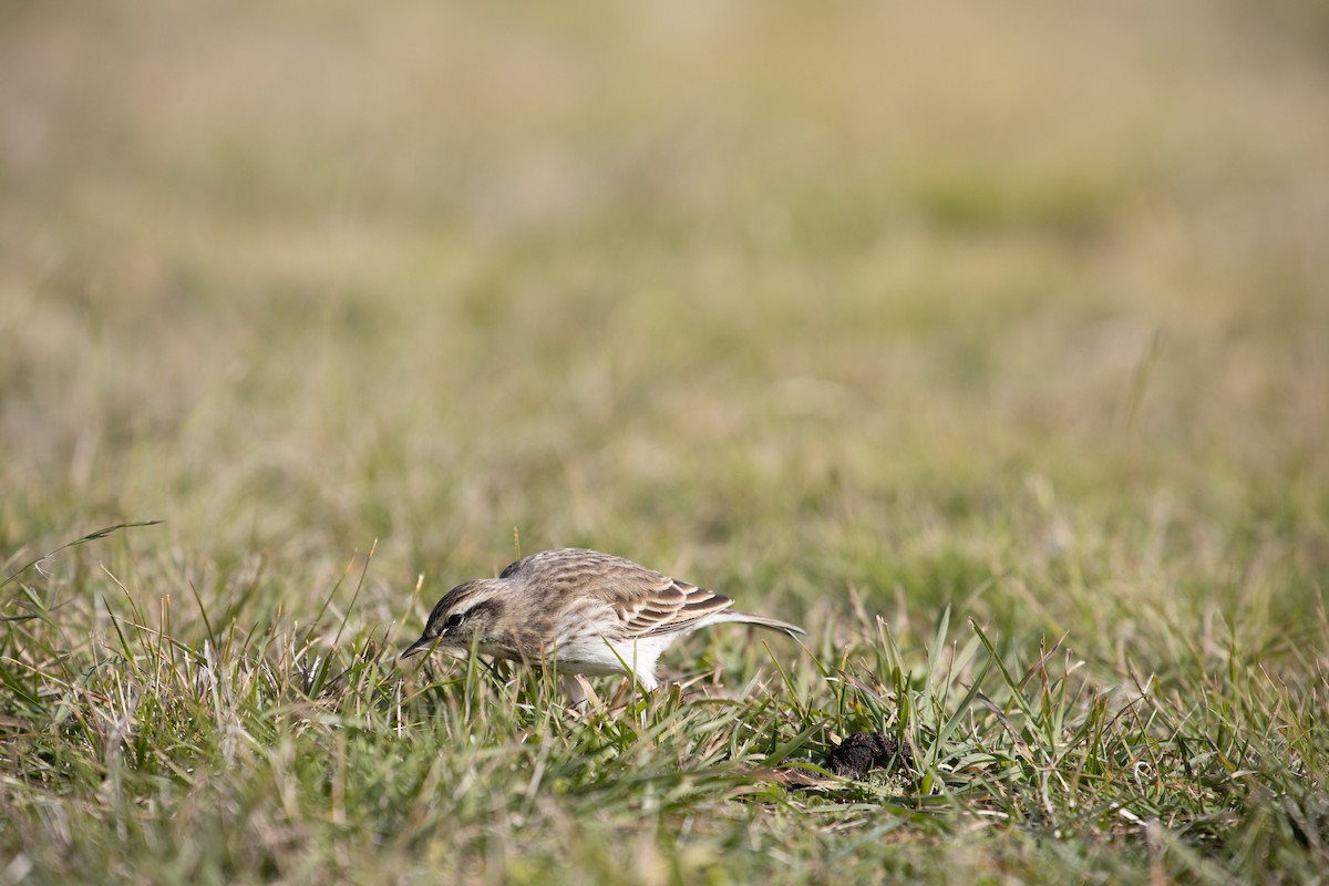 New Zealand Pipit - ML341039591