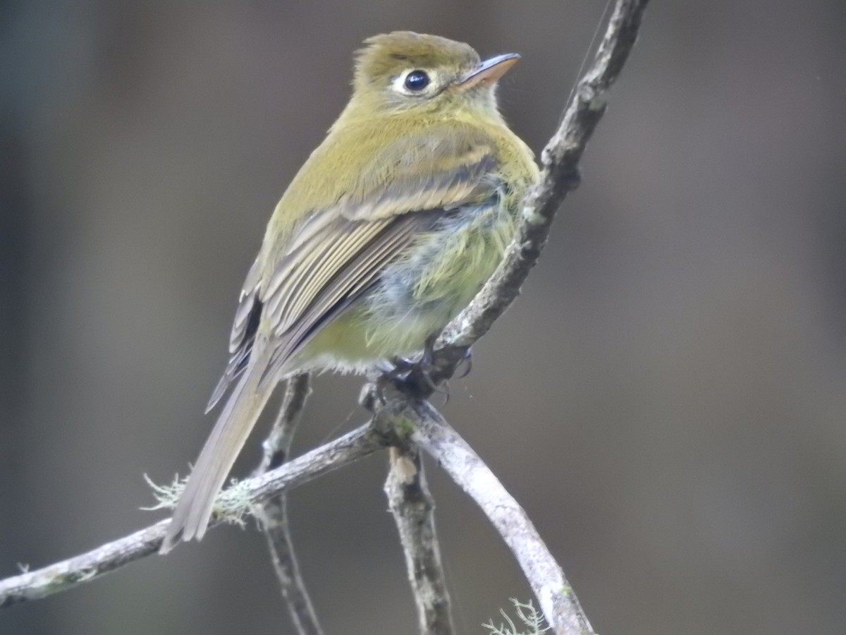 Yellowish Flycatcher - Fabian Torres