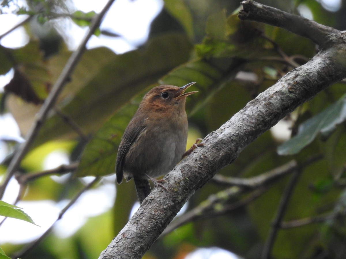 Ochraceous Wren - ML341041291