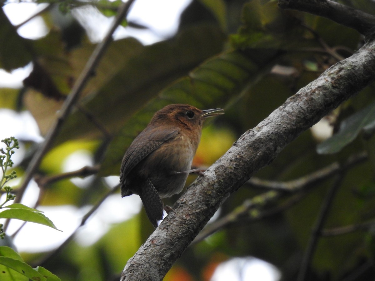 Ochraceous Wren - ML341041301