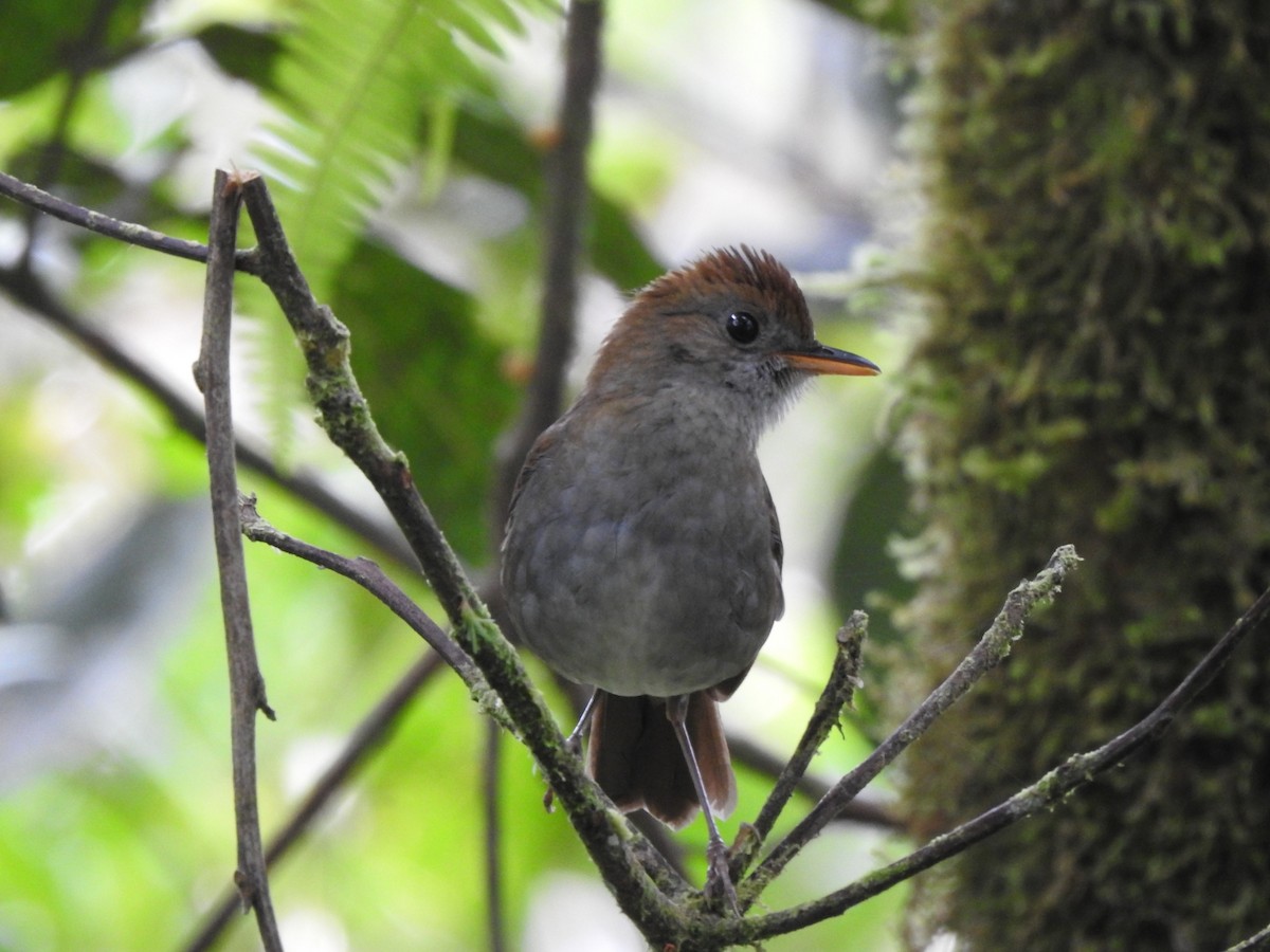 Ruddy-capped Nightingale-Thrush - Fabian Torres