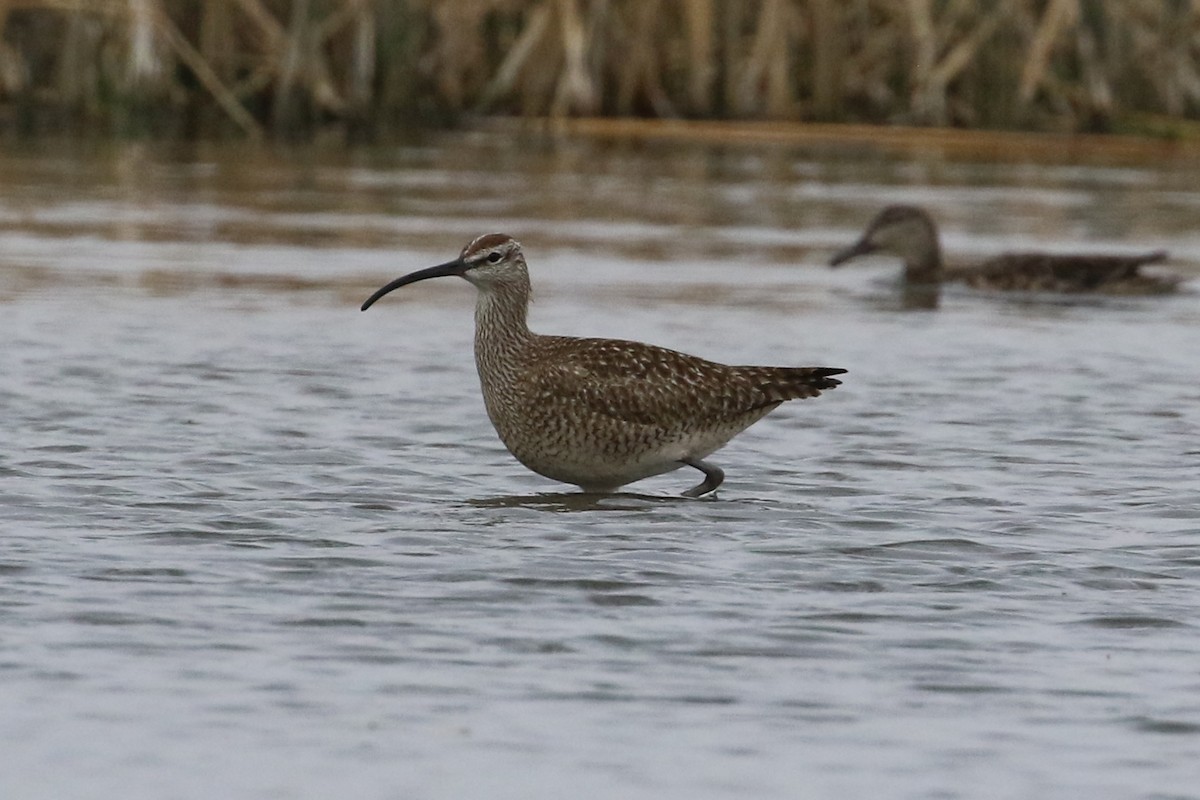 Whimbrel - Curtis Dowhaniuk