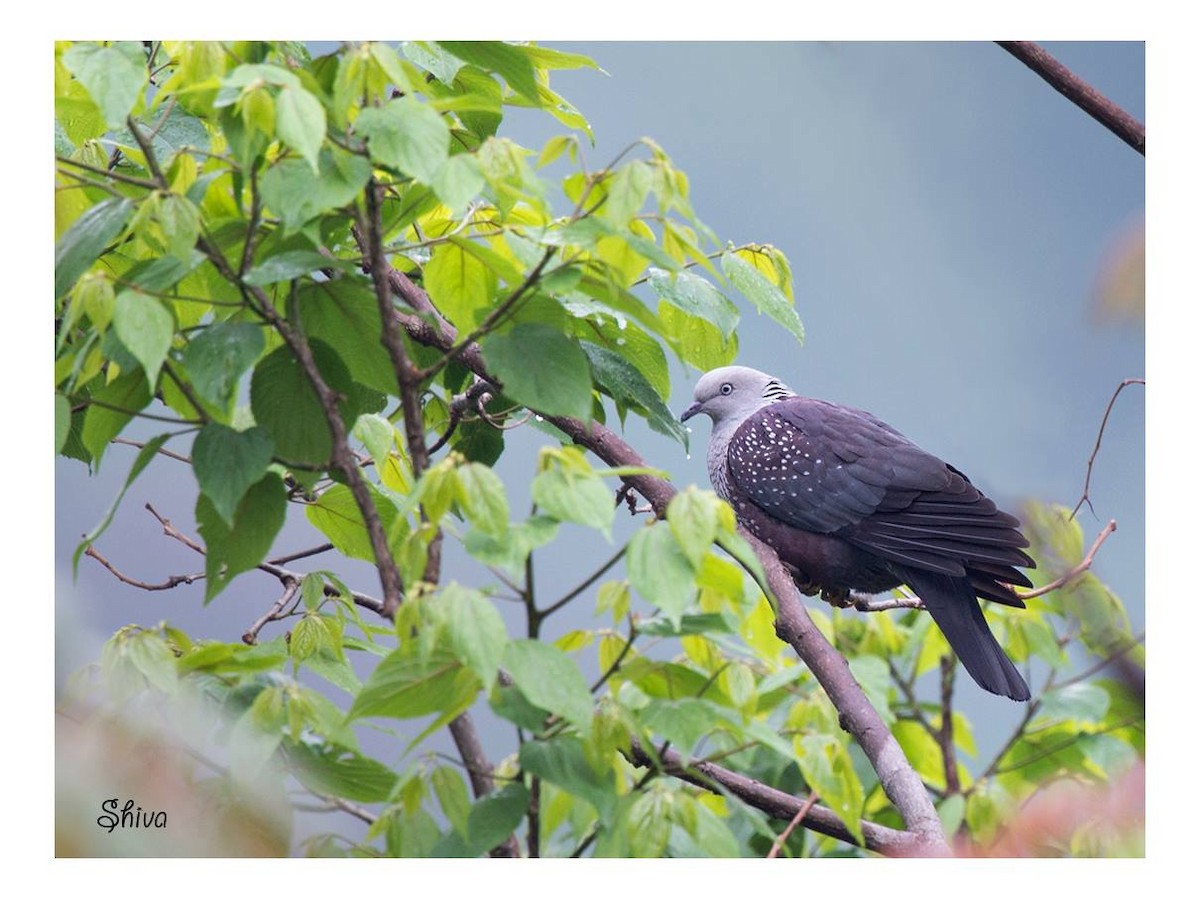 Speckled Wood-Pigeon - ML341044181