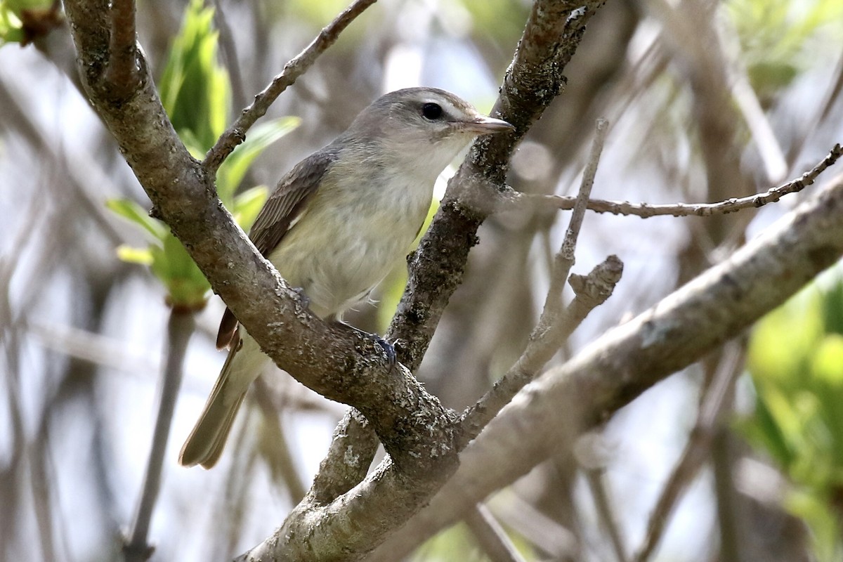 Warbling Vireo - ML341045381