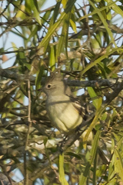 Yellow-bellied Elaenia - Patricia Alfredo