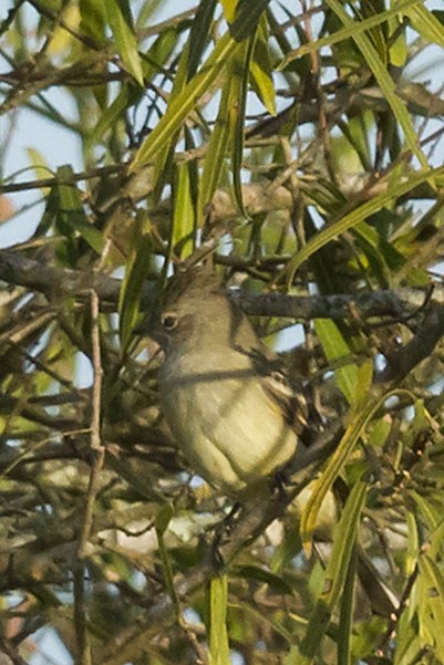 Yellow-bellied Elaenia - Patricia Alfredo