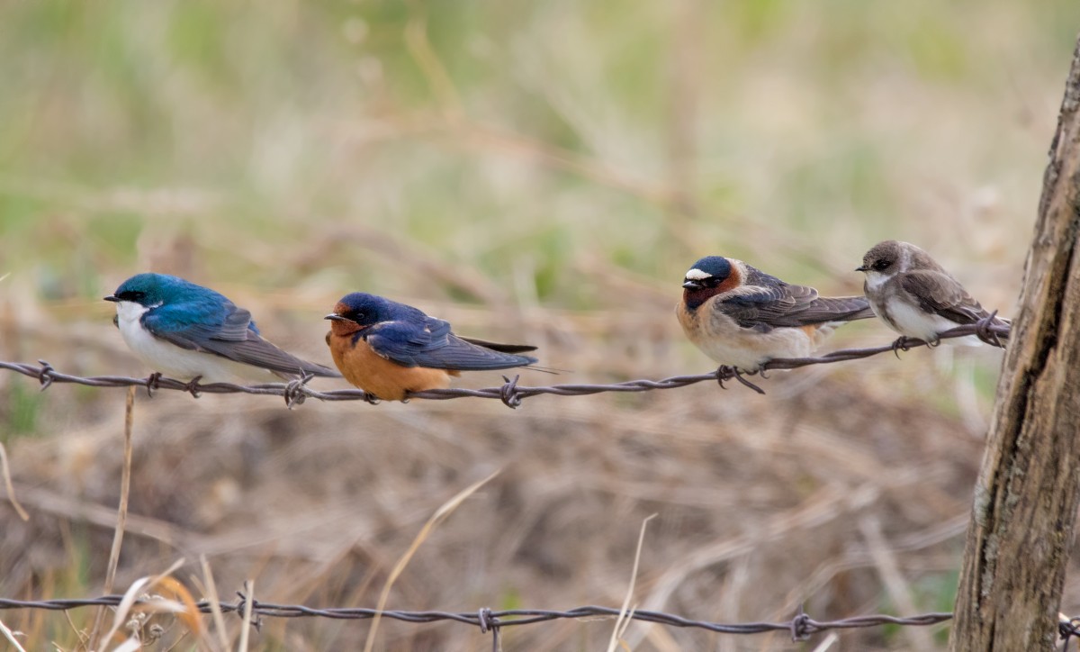 Tree Swallow - ML341049431