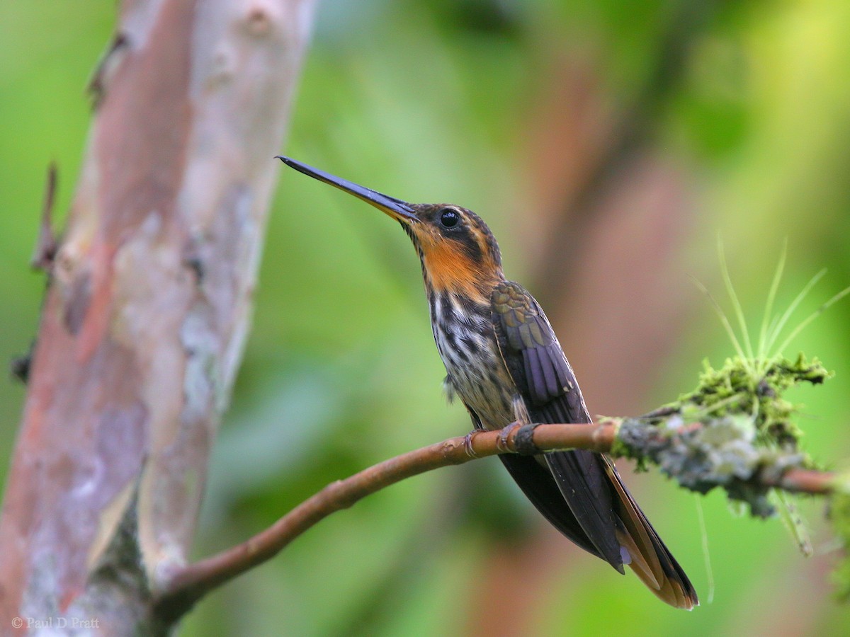 Saw-billed Hermit - Paul Pratt