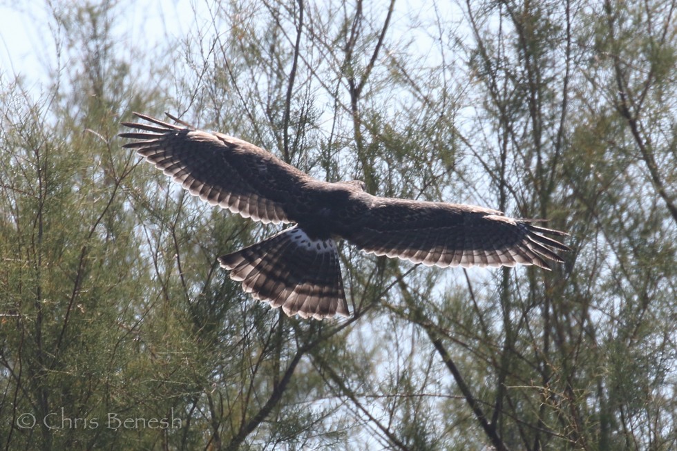 Gray Hawk - ML34105291