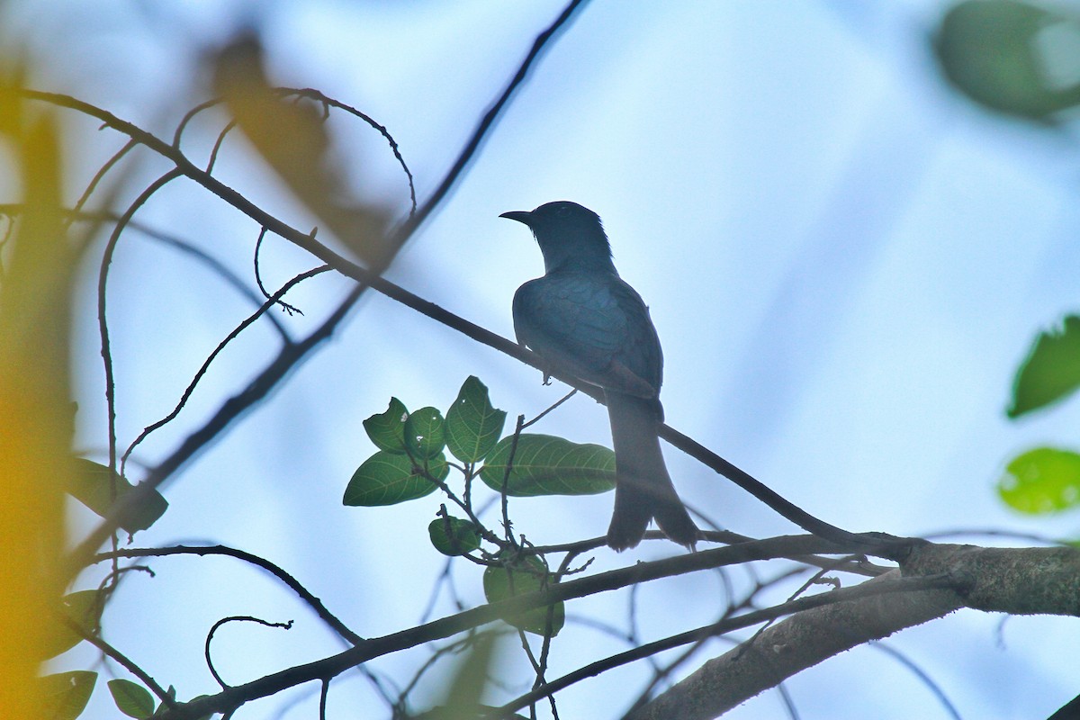 Fork-tailed Drongo-Cuckoo - Mohan Kumar M