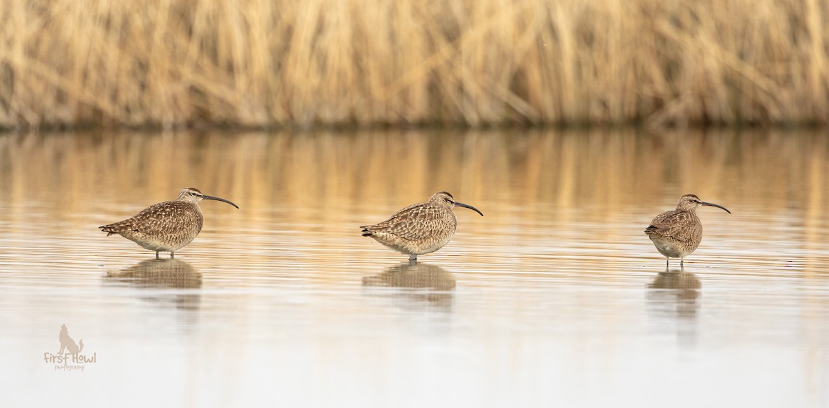 Whimbrel - Michelle Schreder