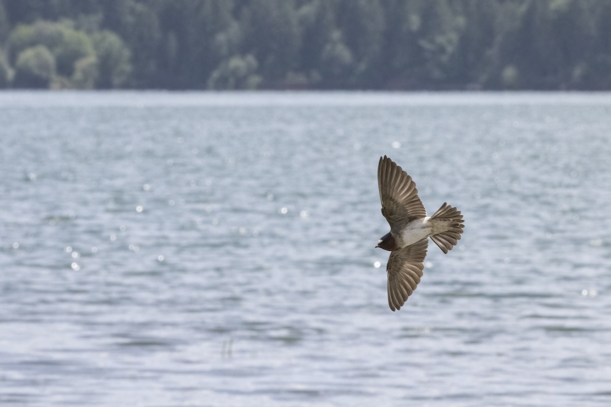 Cliff Swallow - Robert Lockett