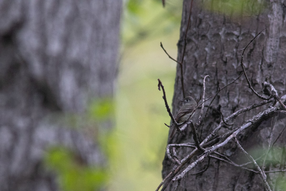 Hammond's Flycatcher - ML341055031