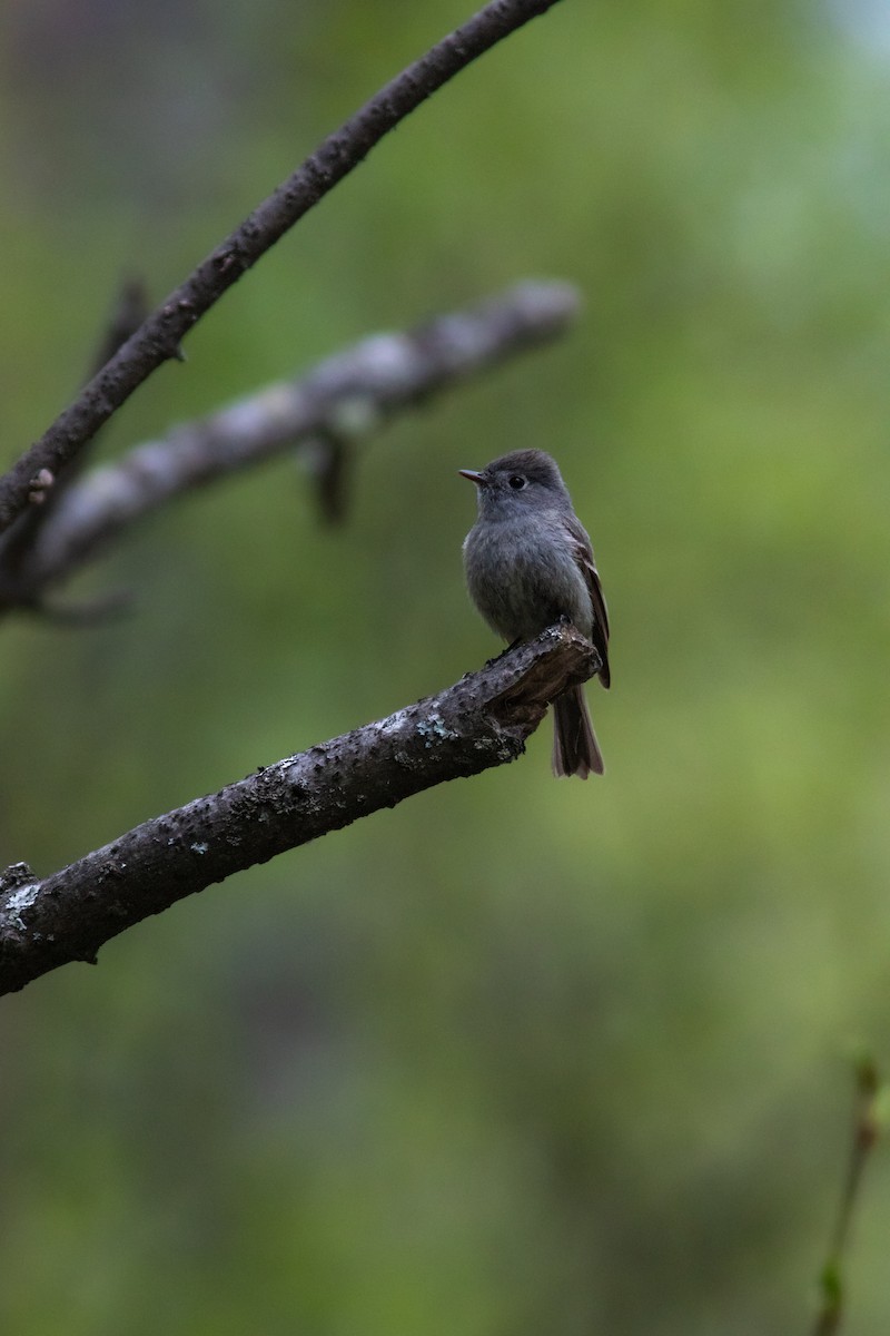 Hammond's Flycatcher - ML341055041