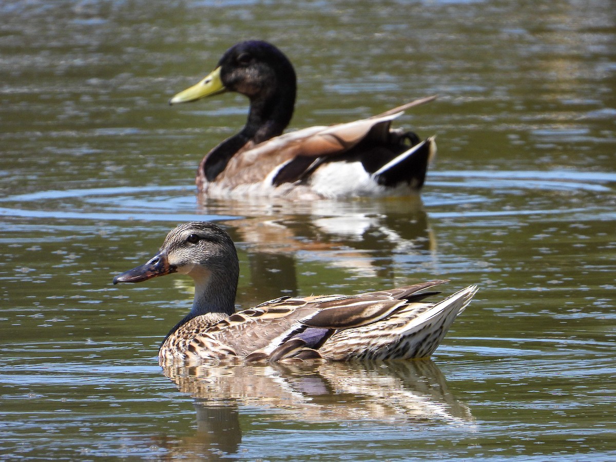 Mallard - James Maley