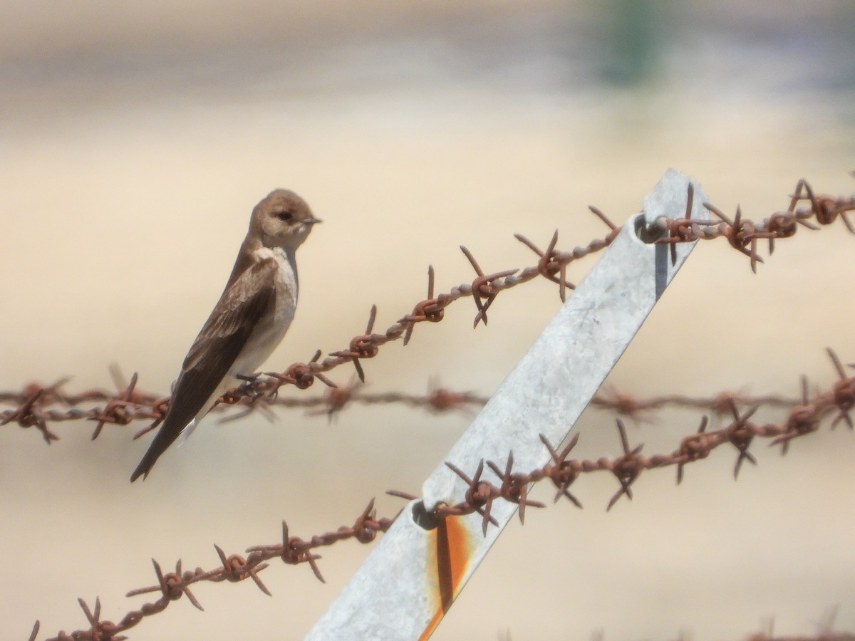 Northern Rough-winged Swallow - ML341055431