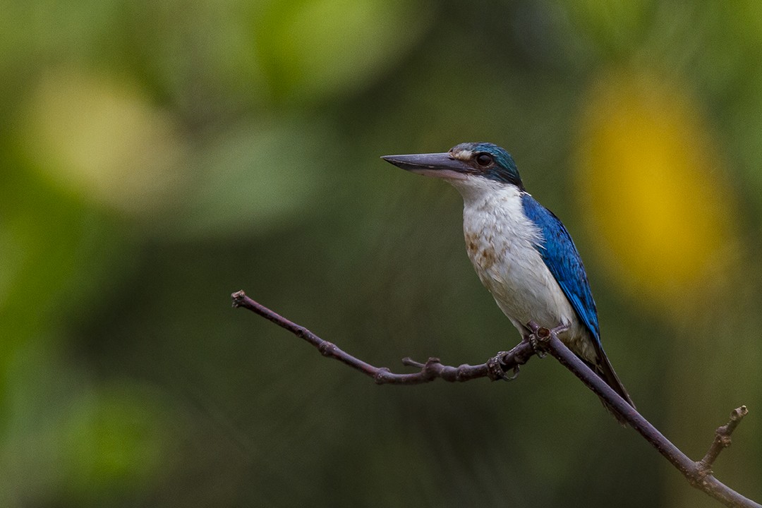 Collared Kingfisher - Prabir Biswas