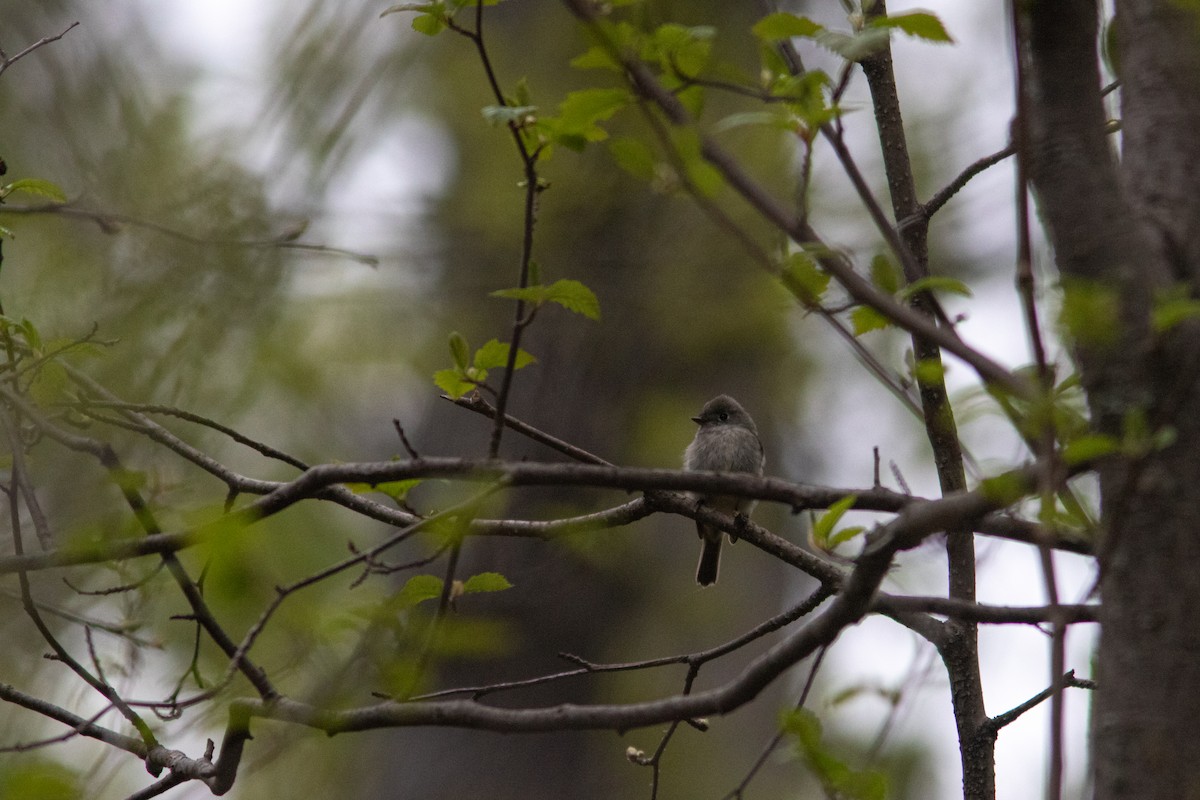 Hammond's Flycatcher - ML341055841