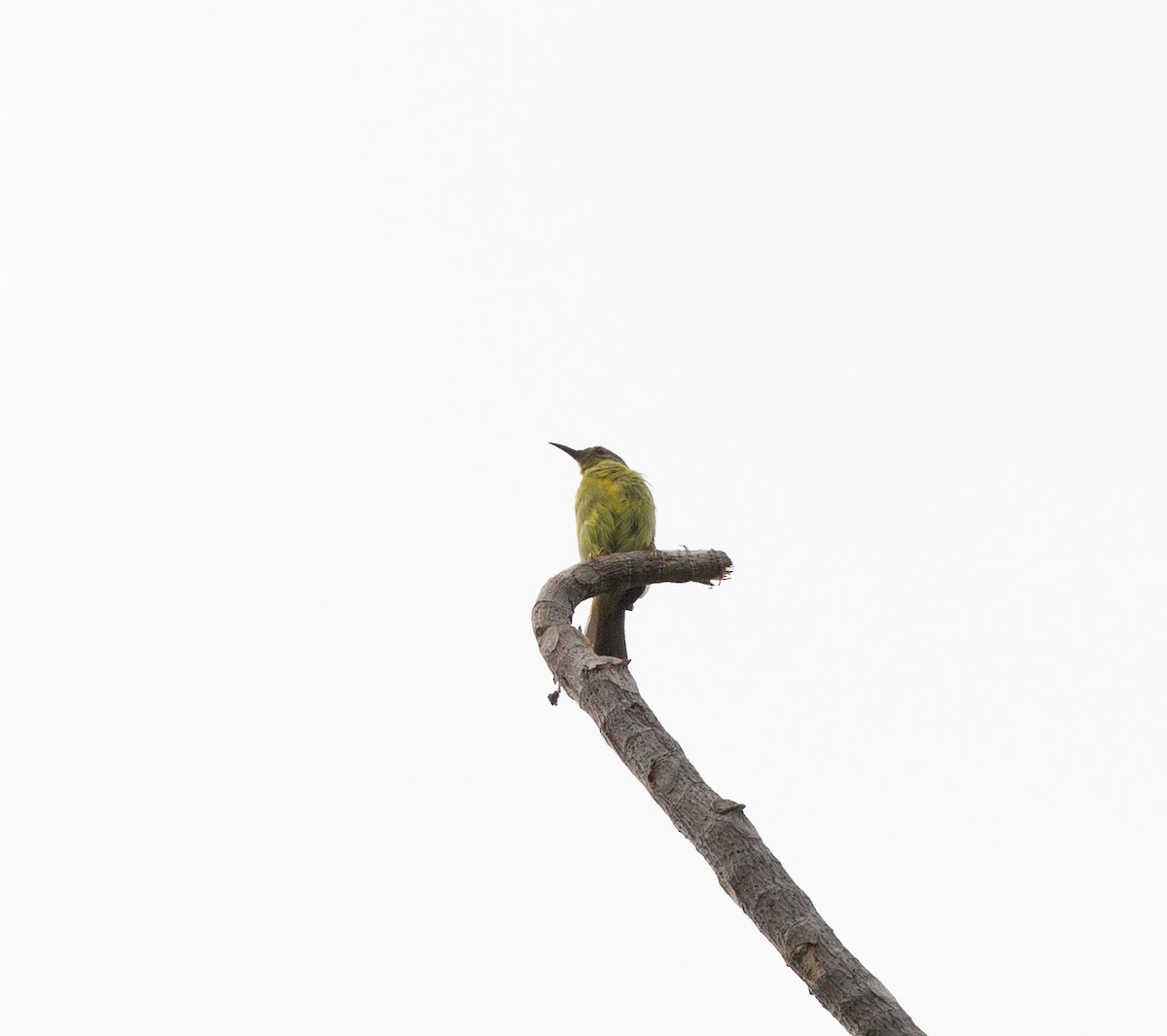 Brown-throated Sunbird - ML341057301