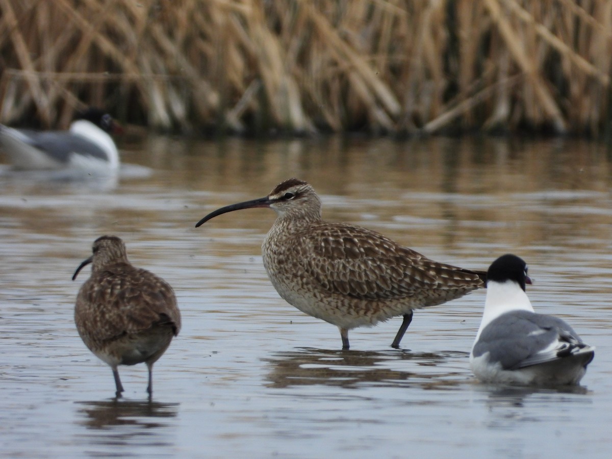 Whimbrel - ML341060051