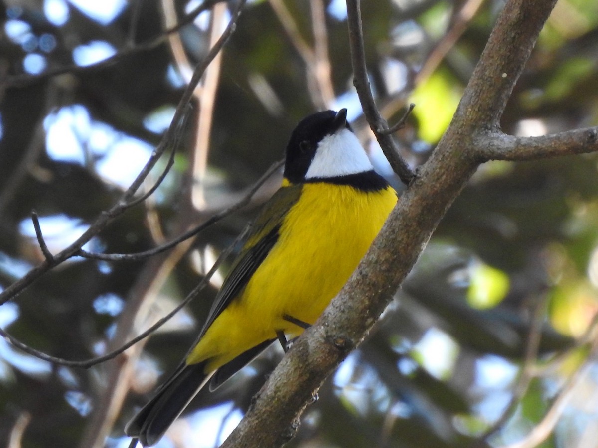 Golden Whistler - ML341061151