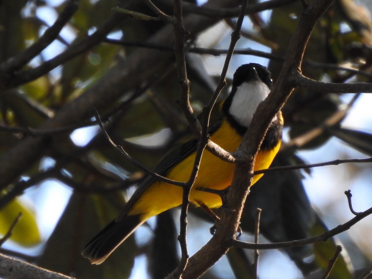 Golden Whistler - ML341061161