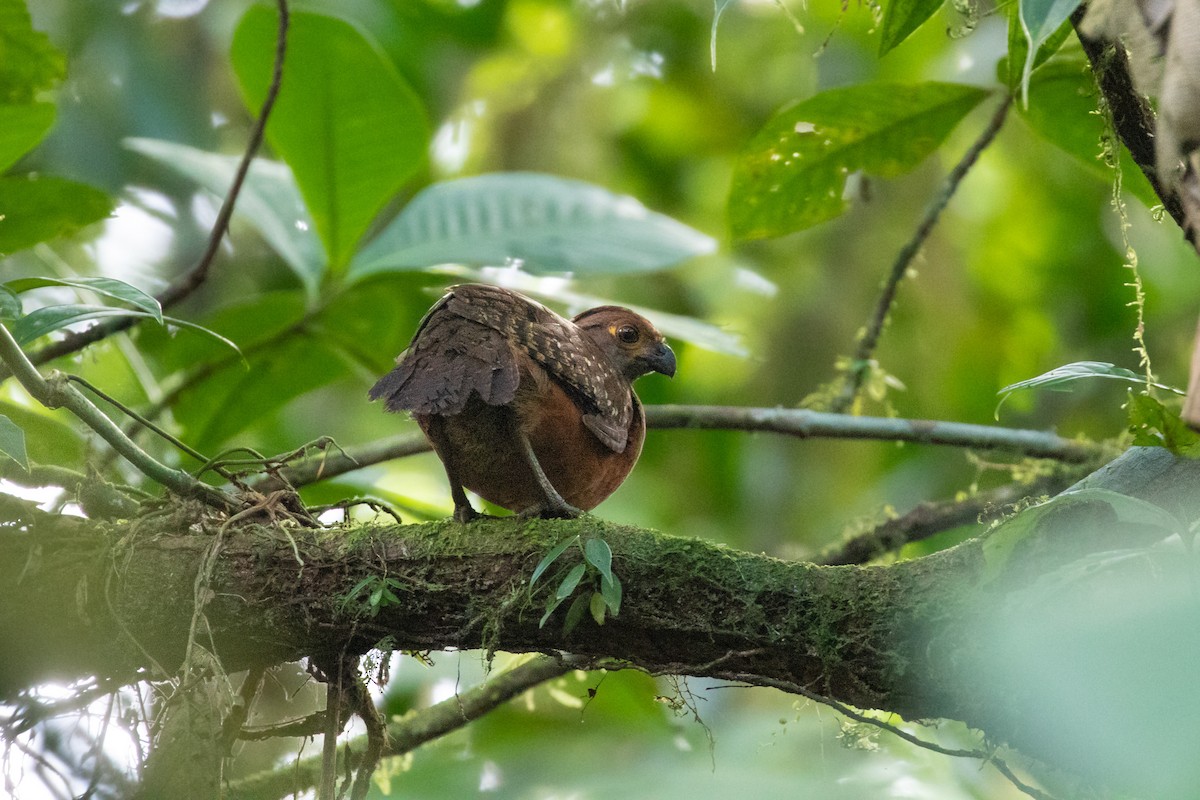 Starred Wood-Quail - ML341062591