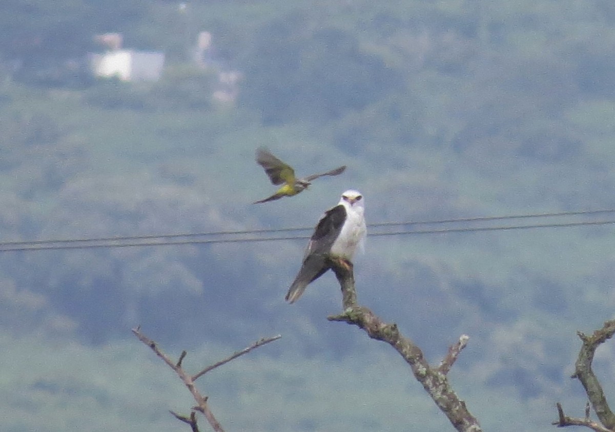 White-tailed Kite - ML34106291