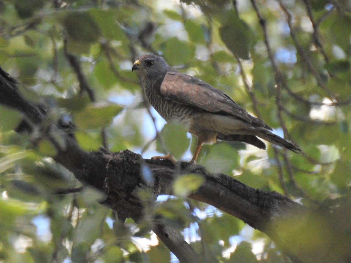 Levant Sparrowhawk - ML341062981