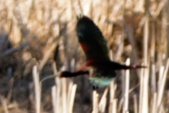 White-faced Ibis - ML341063901