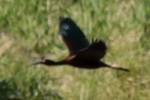 White-faced Ibis - ML341063911