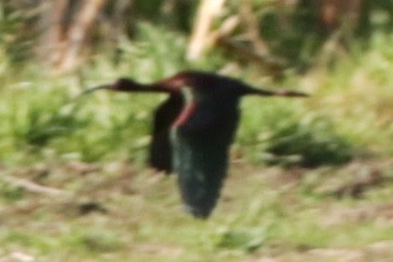 White-faced Ibis - ML341063921