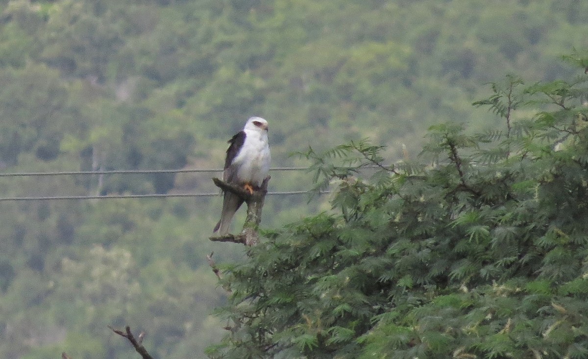 White-tailed Kite - ML34106421