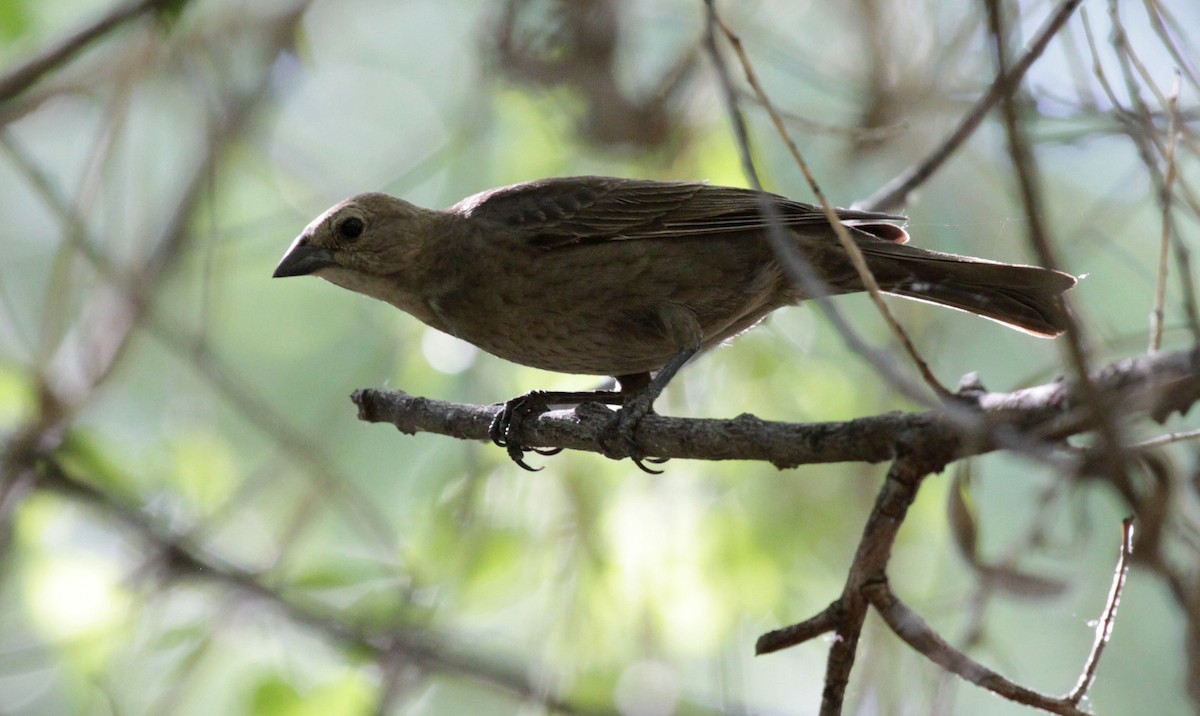 Brown-headed Cowbird - ML34106441