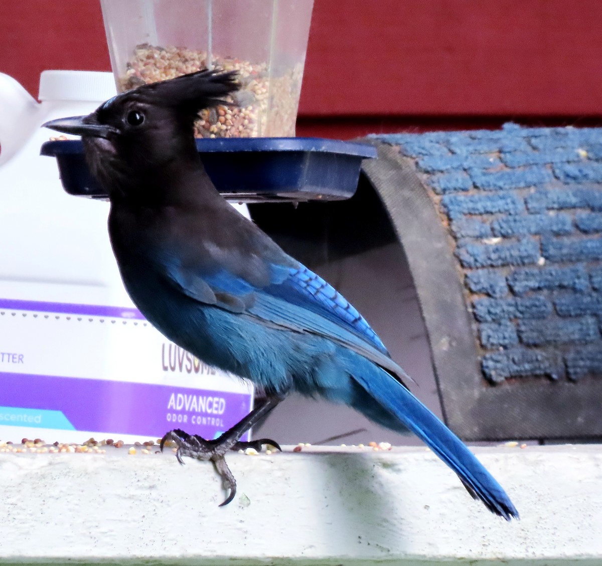 Steller's Jay - ML341066361