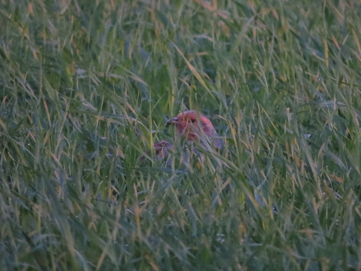 Gray Partridge - ML341066811