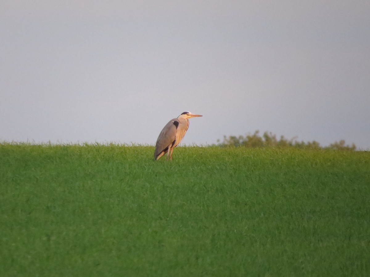 Gray Heron - ML341066851