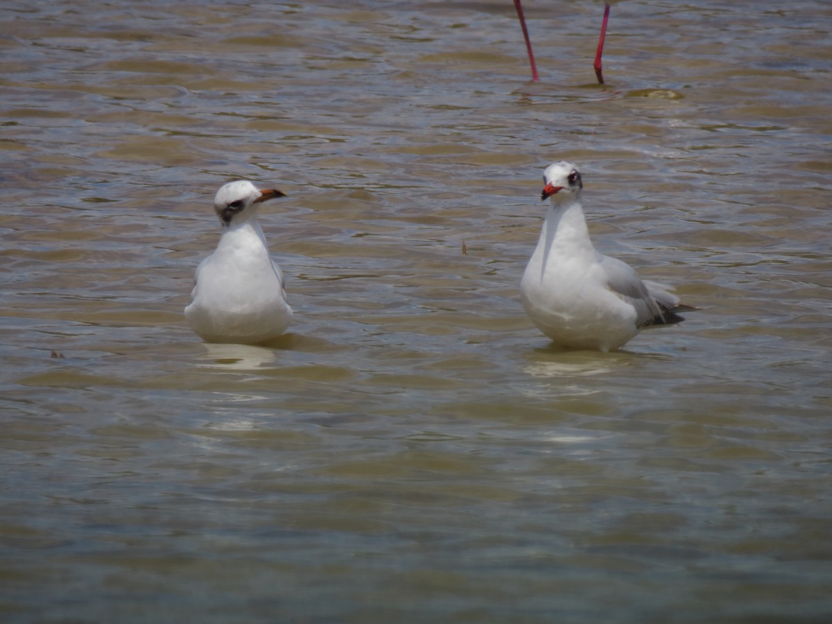 Gaviota Cabecinegra - ML341067531