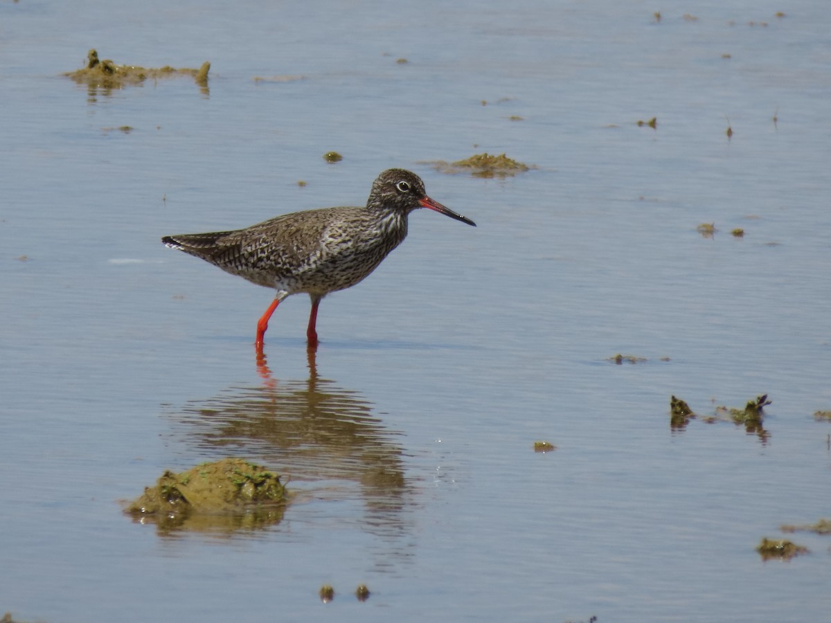 Common Redshank - ML341067571