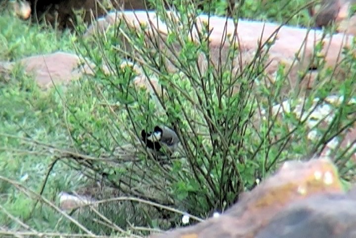 Coal Tit (Atlas) - ML341068181