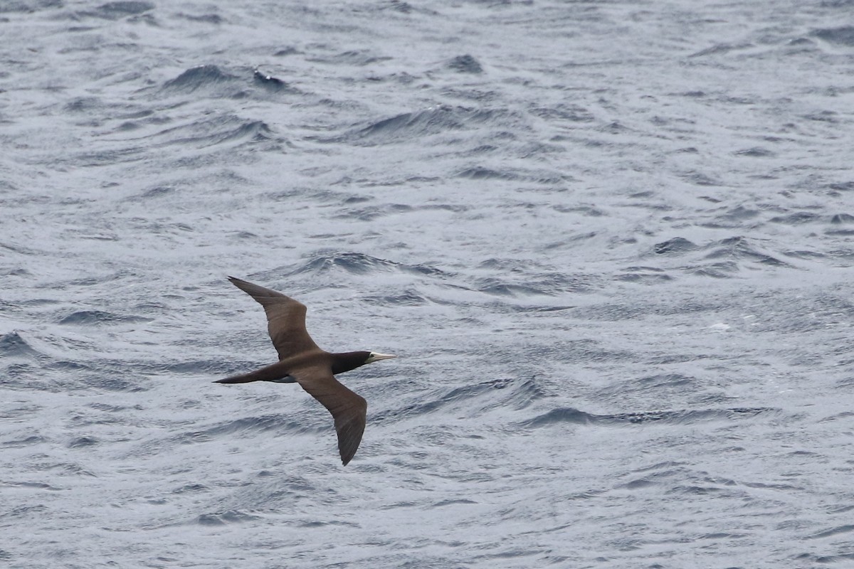 Brown Booby - ML341068611