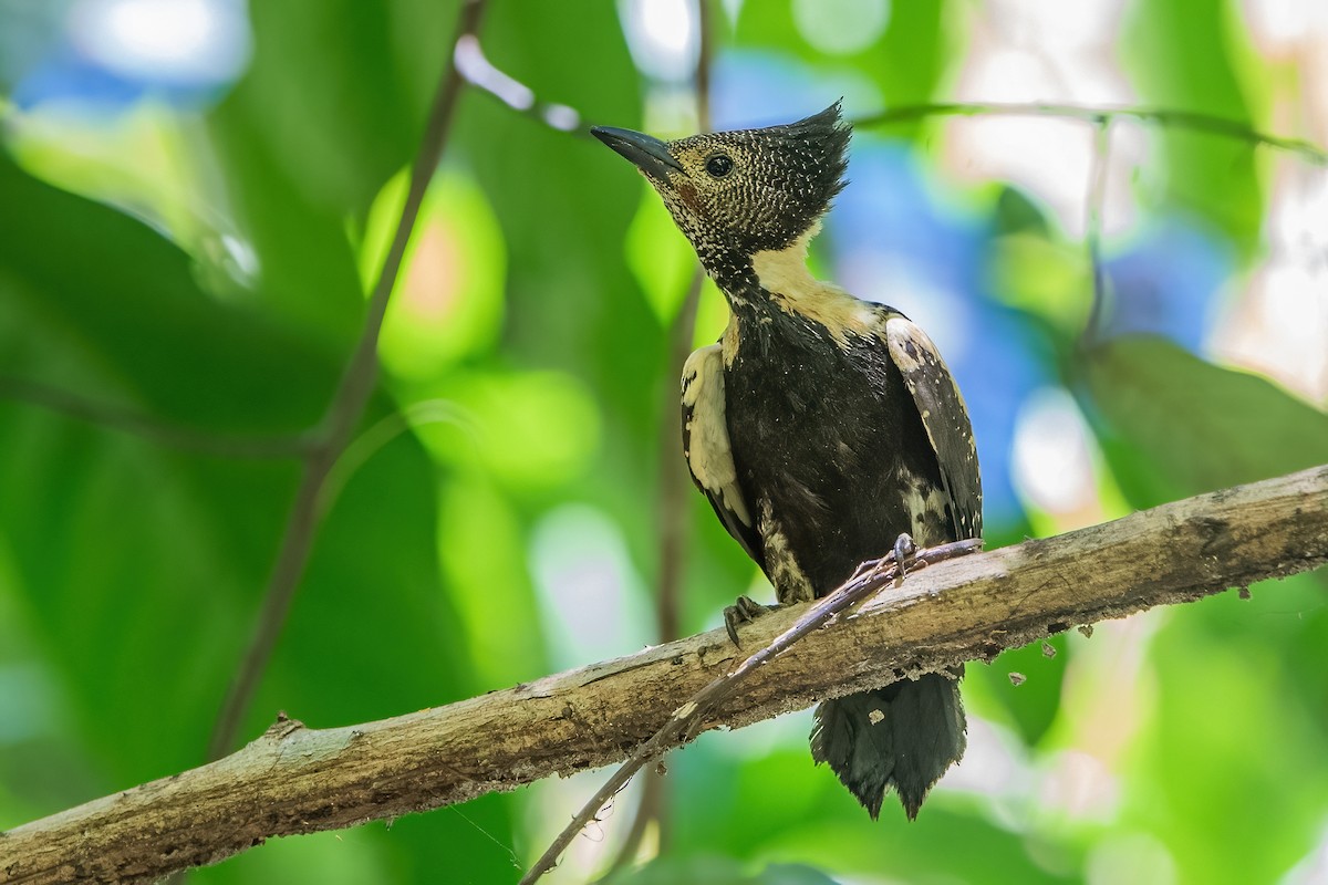 Black-and-buff Woodpecker - ML341068721