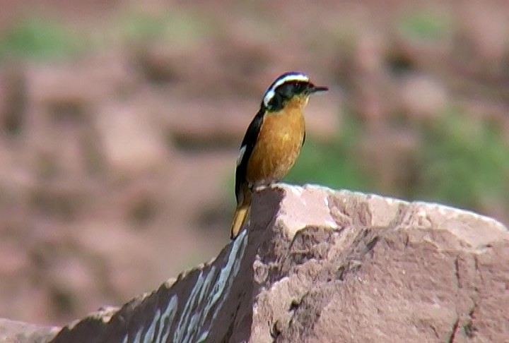 Moussier's Redstart - Josep del Hoyo