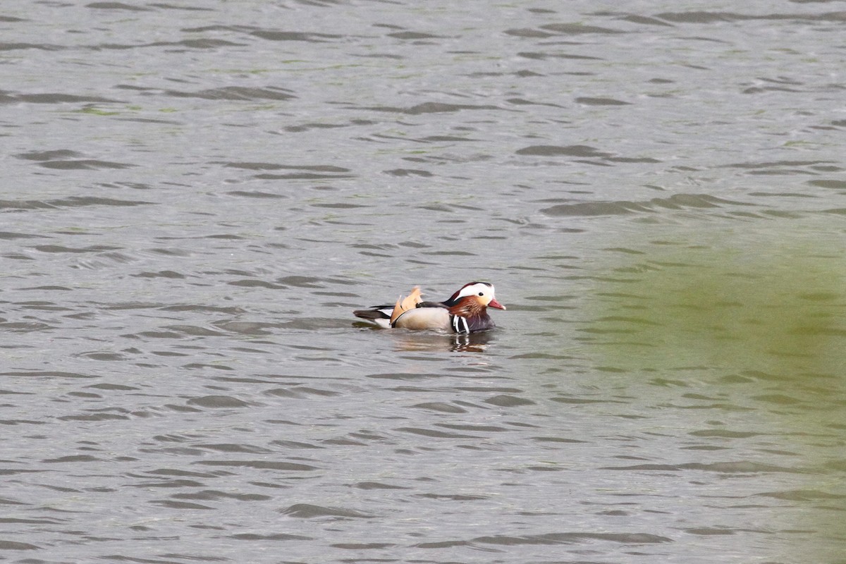 Mandarin Duck - ML341069821