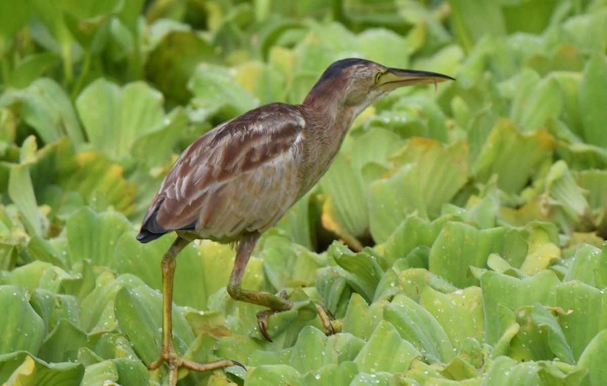 Yellow Bittern - ML341070901