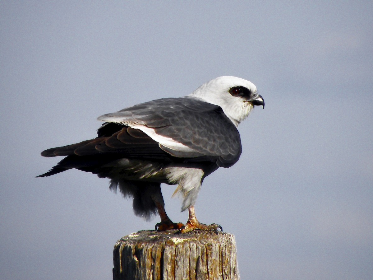 Mississippi Kite - ML341071391