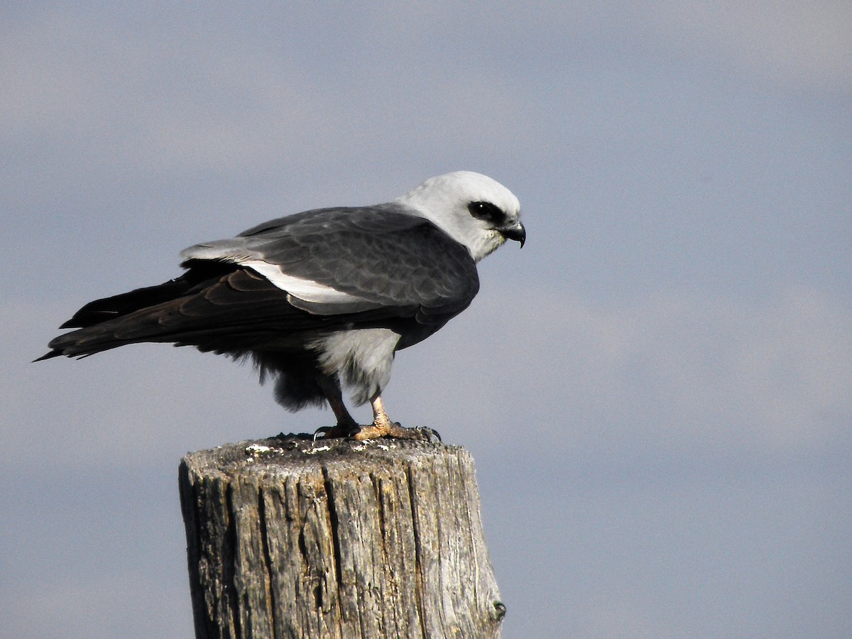 Mississippi Kite - ML341071401