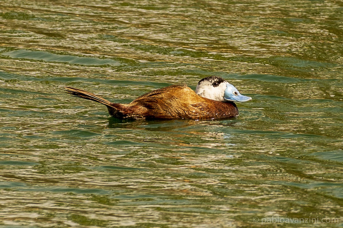 Ямаан сүүлт нугас - ML341074451